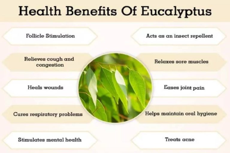 Benefits of Eucalyptus and Its Side Effects